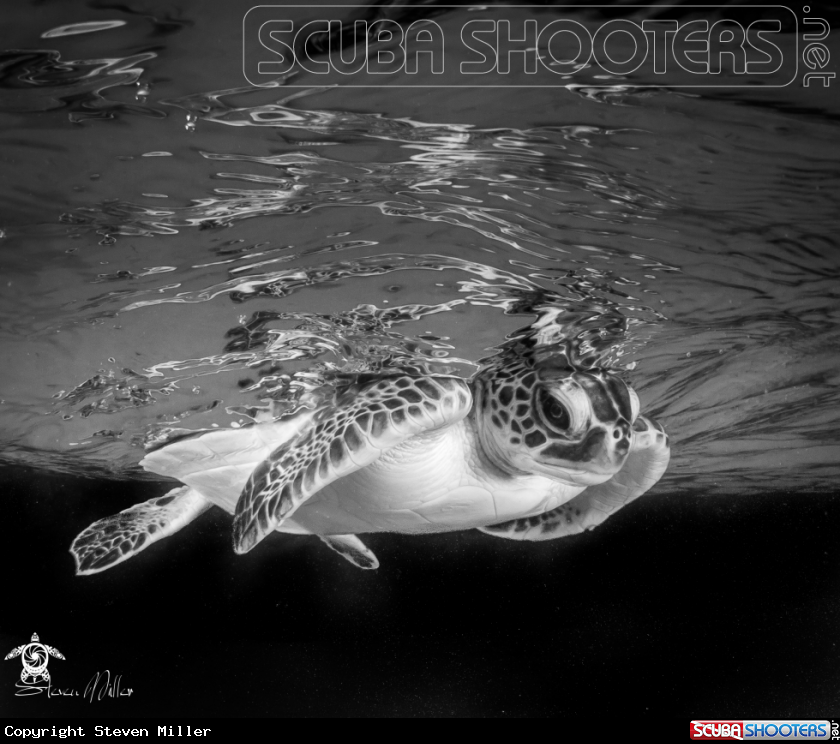 A Turtle