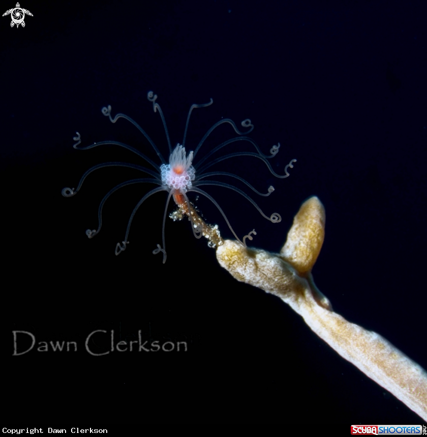 A Solitary Hydroid