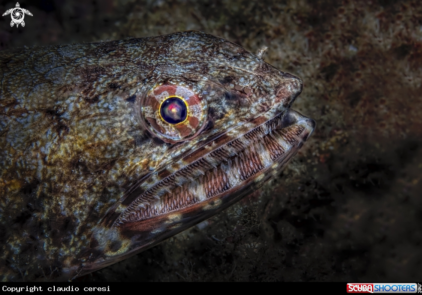 A The Gracile lizardfish 