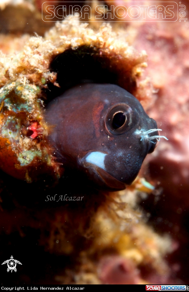 A Blenny