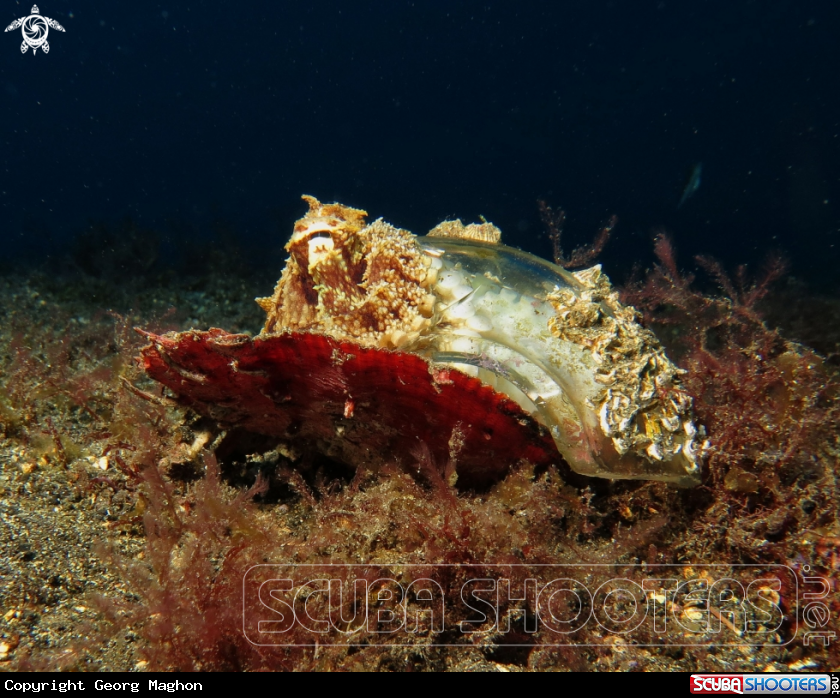 A Octopus vulgaris