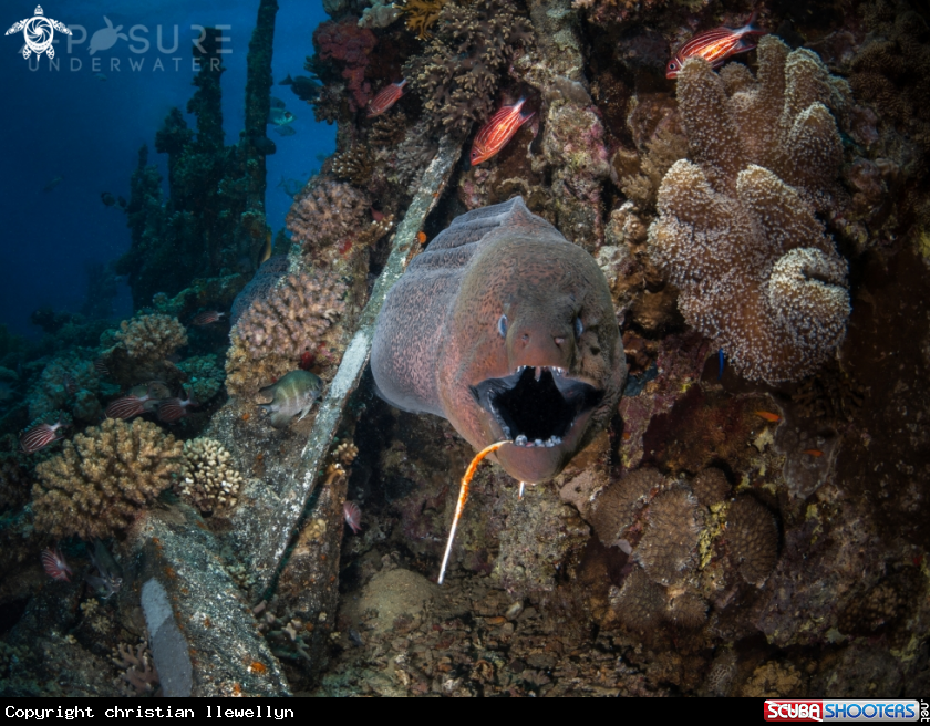 A Moray