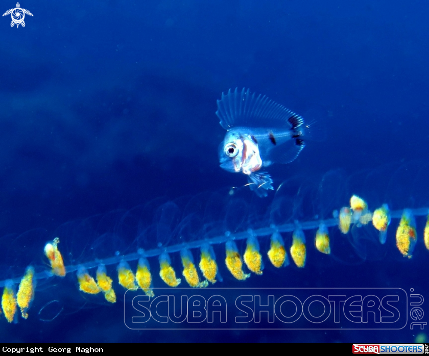 A Medusafish