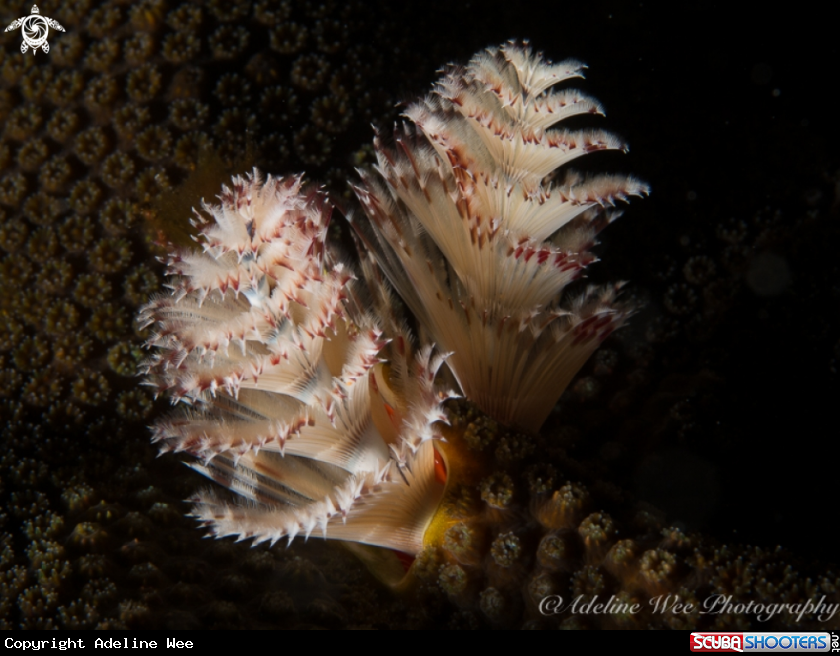 A Christmas tree worm