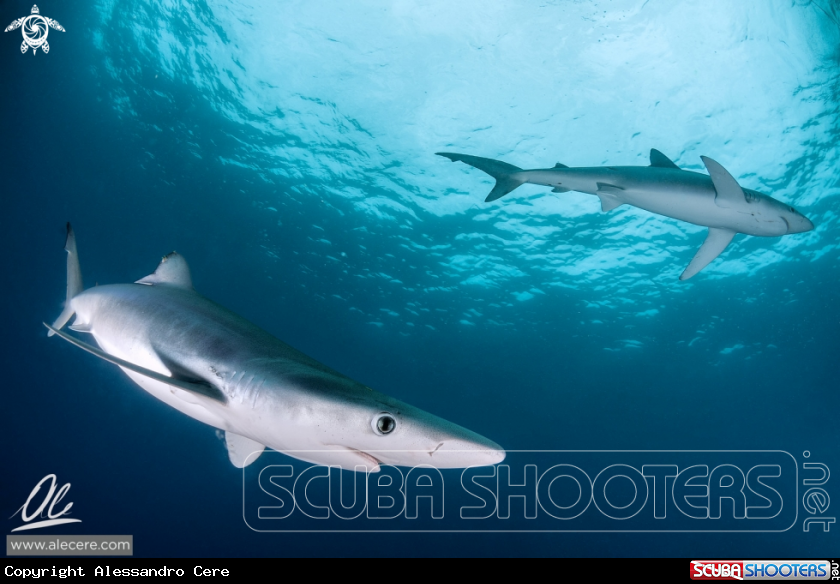 A blue shark