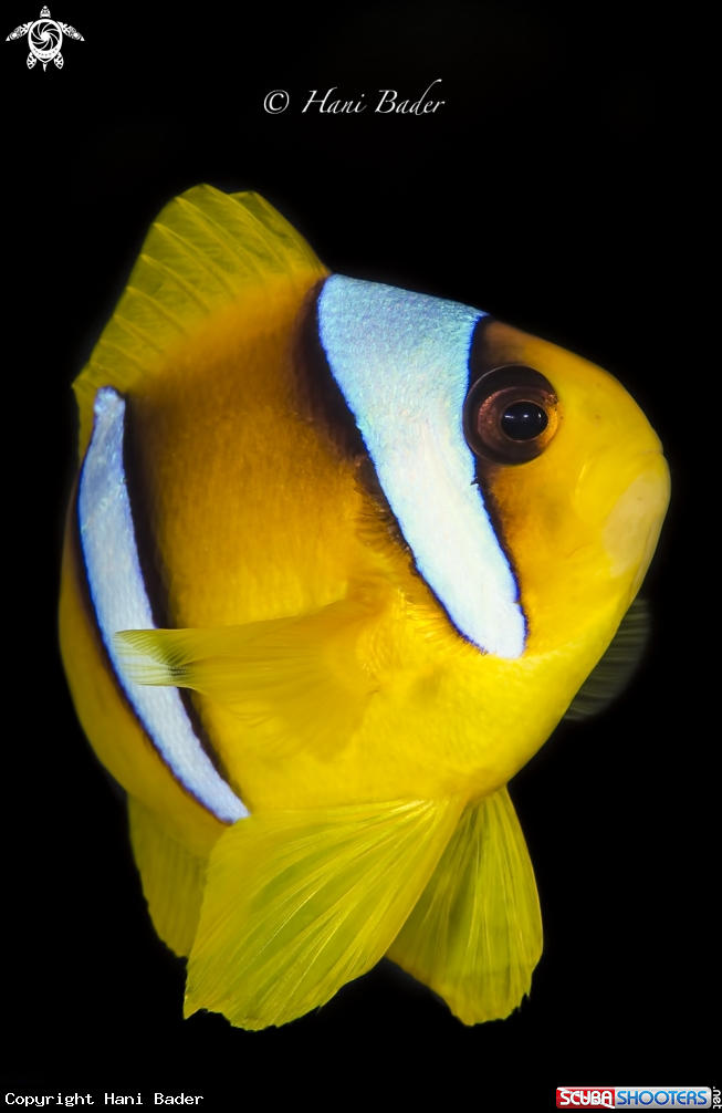 A Anemonefish