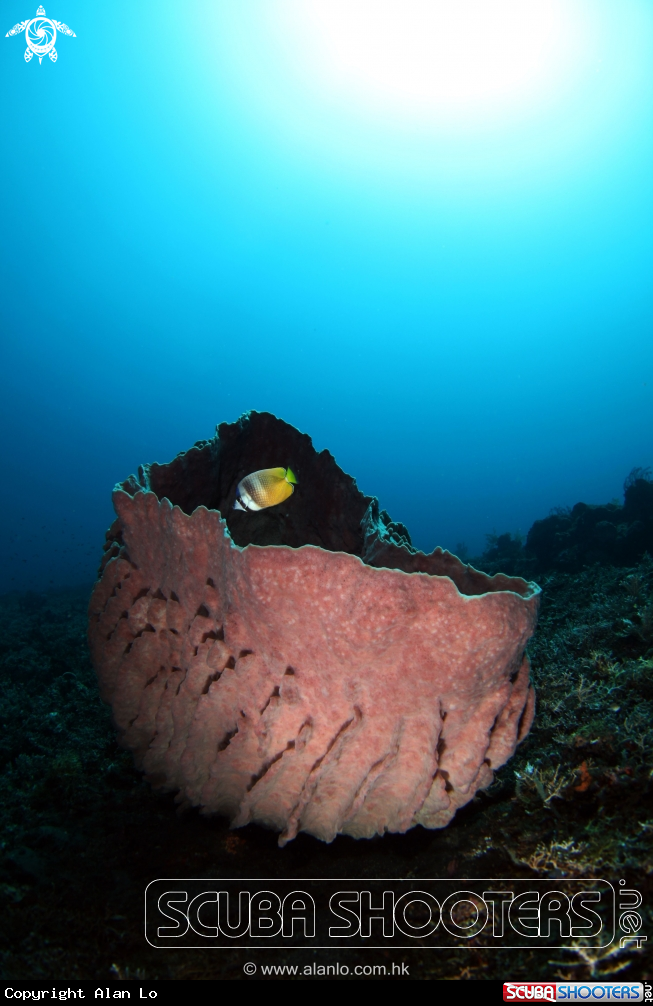 A barrel coral