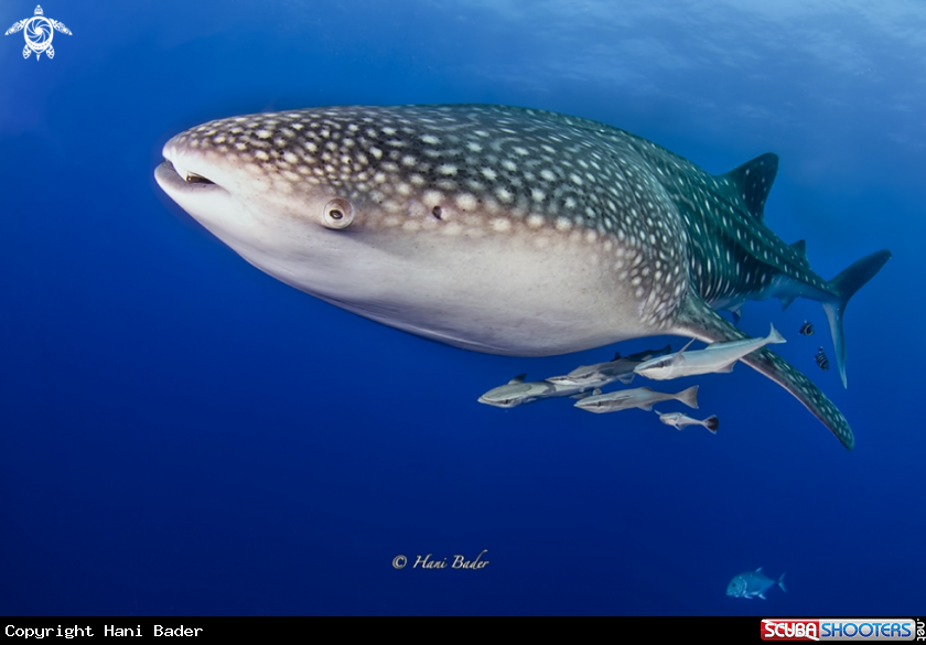 A white shark