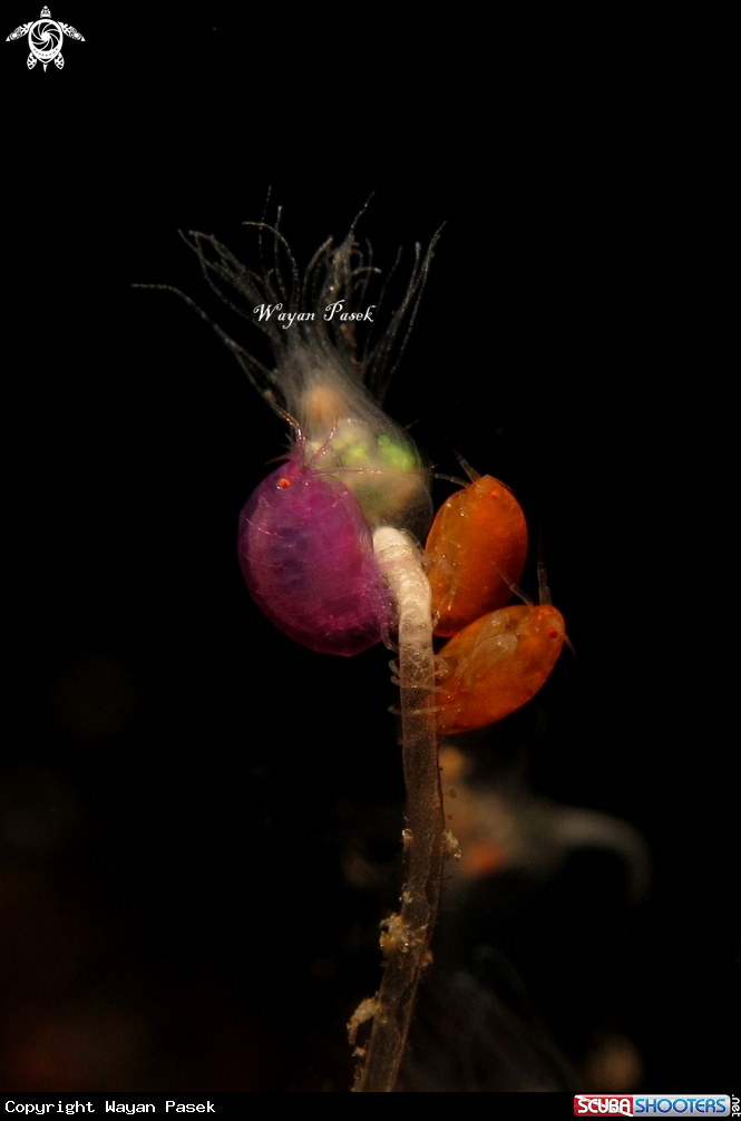 A Amphipods