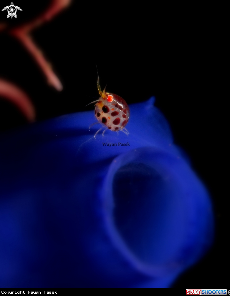 A ladybug