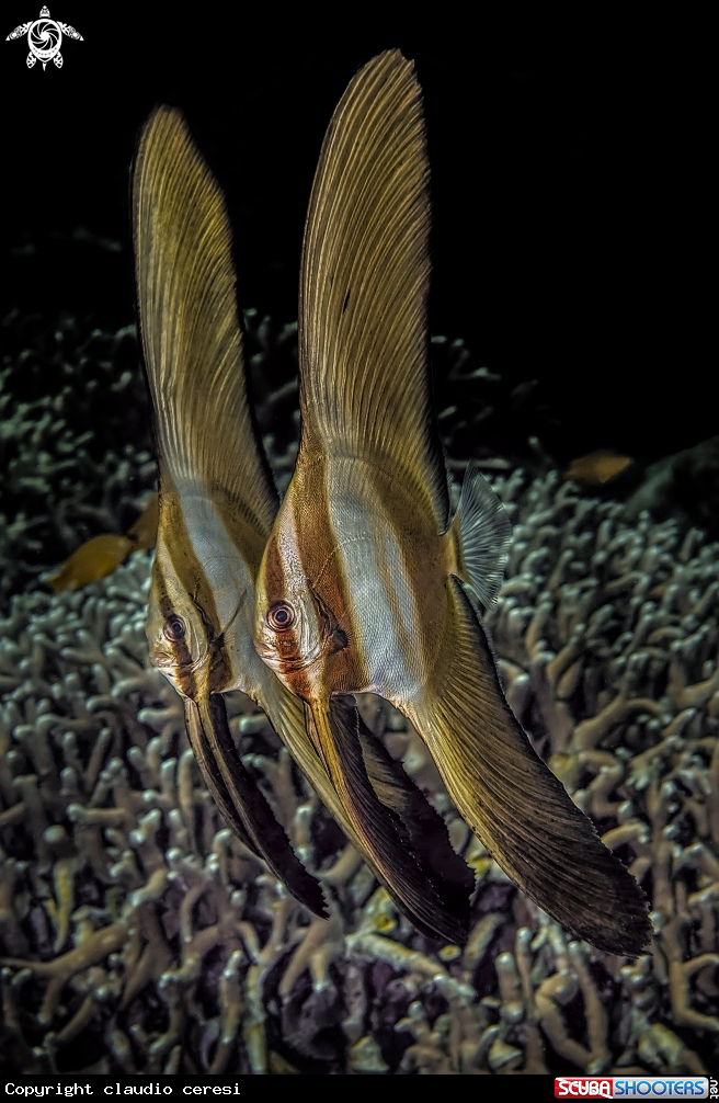 A batfish