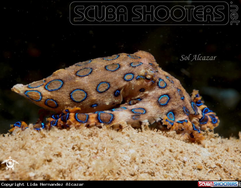 A Blue Ringed Octopus