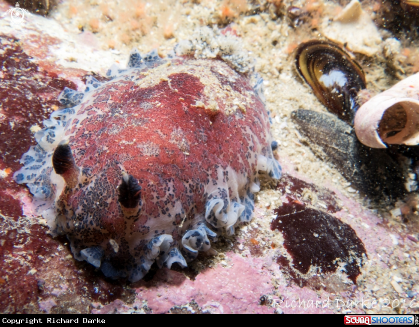 A Blue-speckled Nudibranch