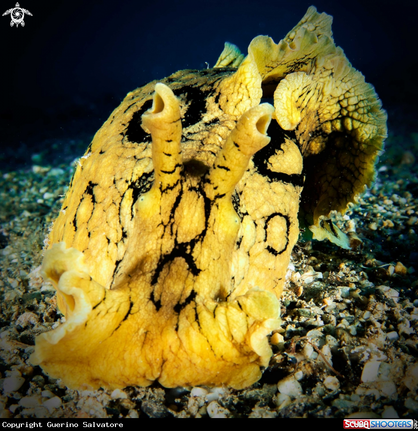 A nudibranch