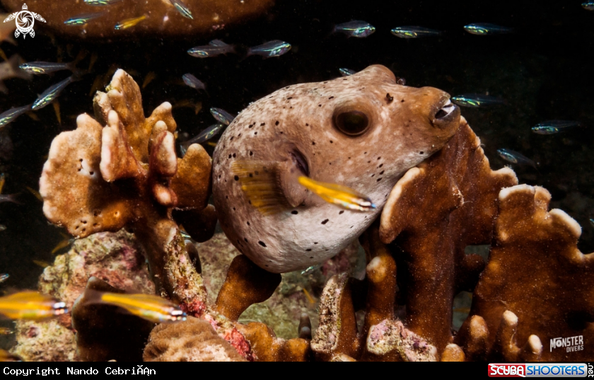 A Black spotted puffer 