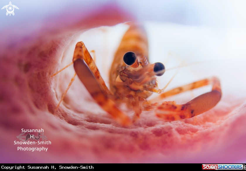 A Two Claw Shrimp
