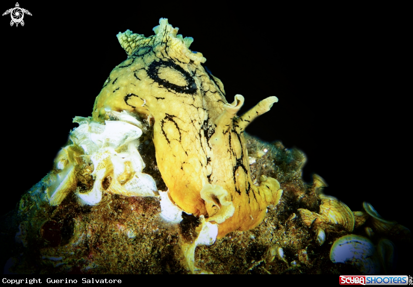 A nudibranch