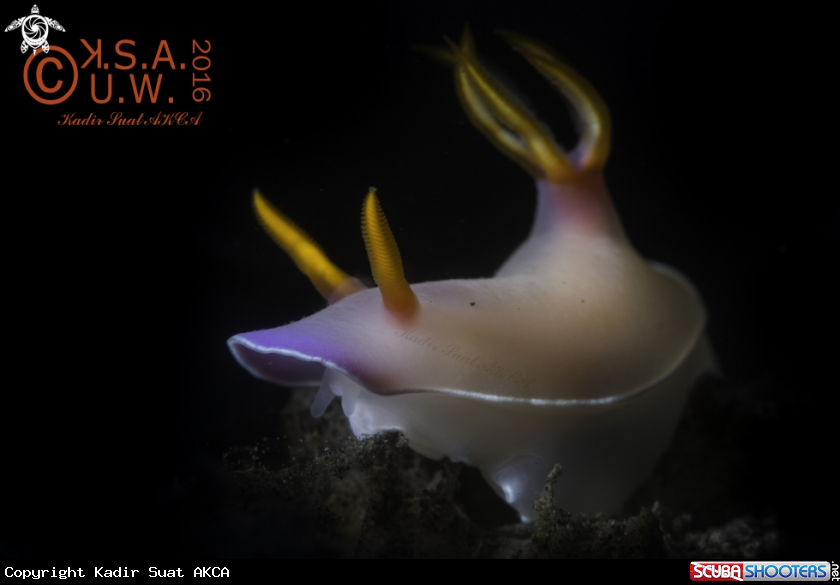 A Nudibranches