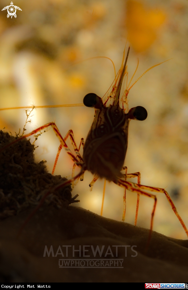 A Shrimp