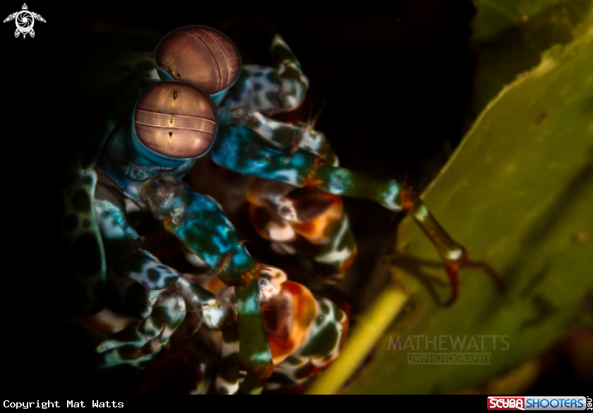 A Mantis Shrimp