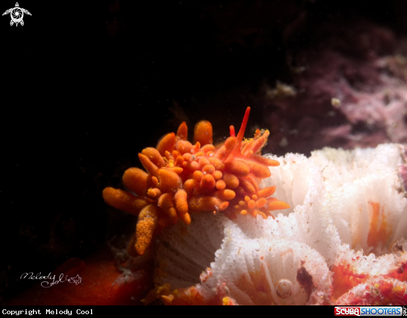 A Nudibranch