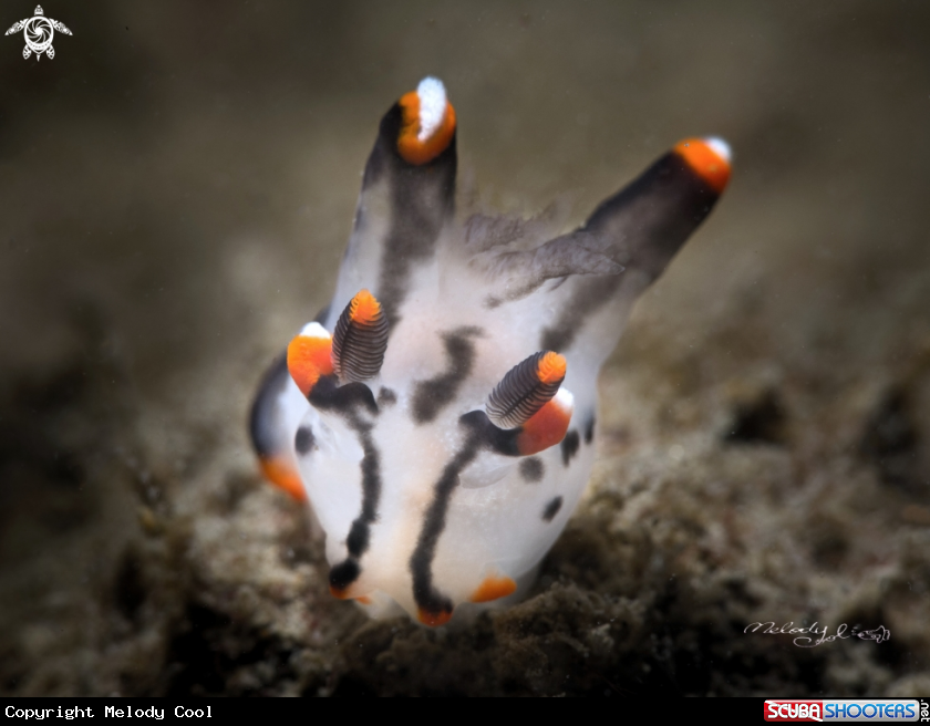 A Nudibranch