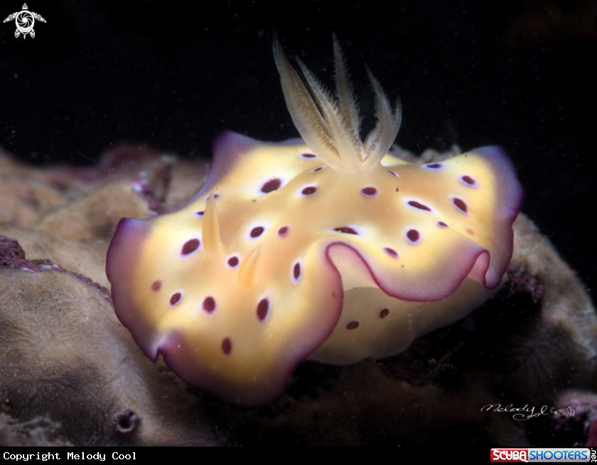 A Nudibranch