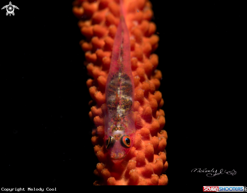 A goby