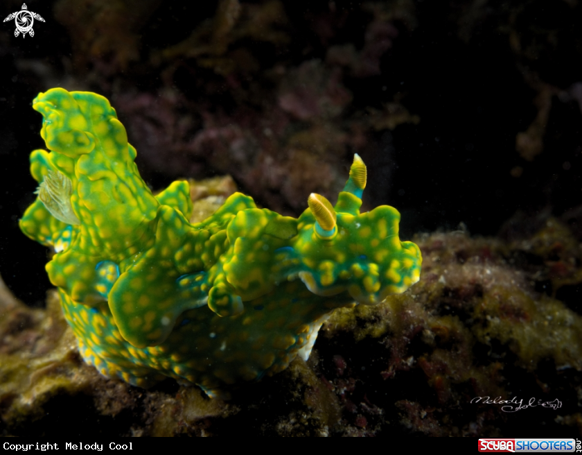 A Nudibranch