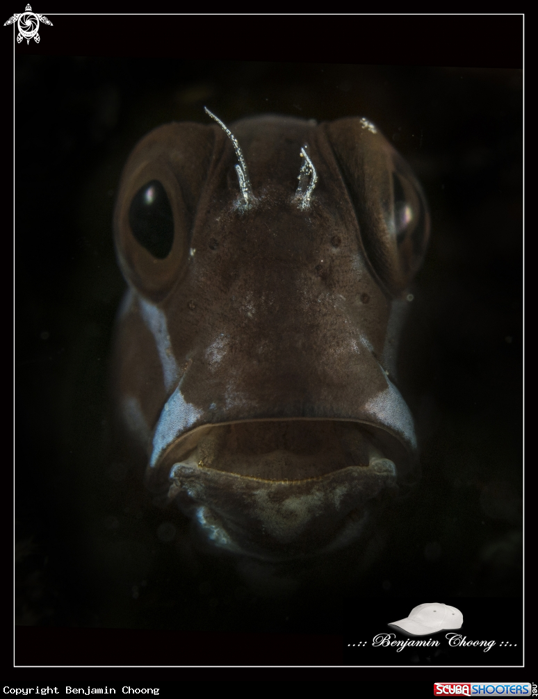 A Tricolor Blenny