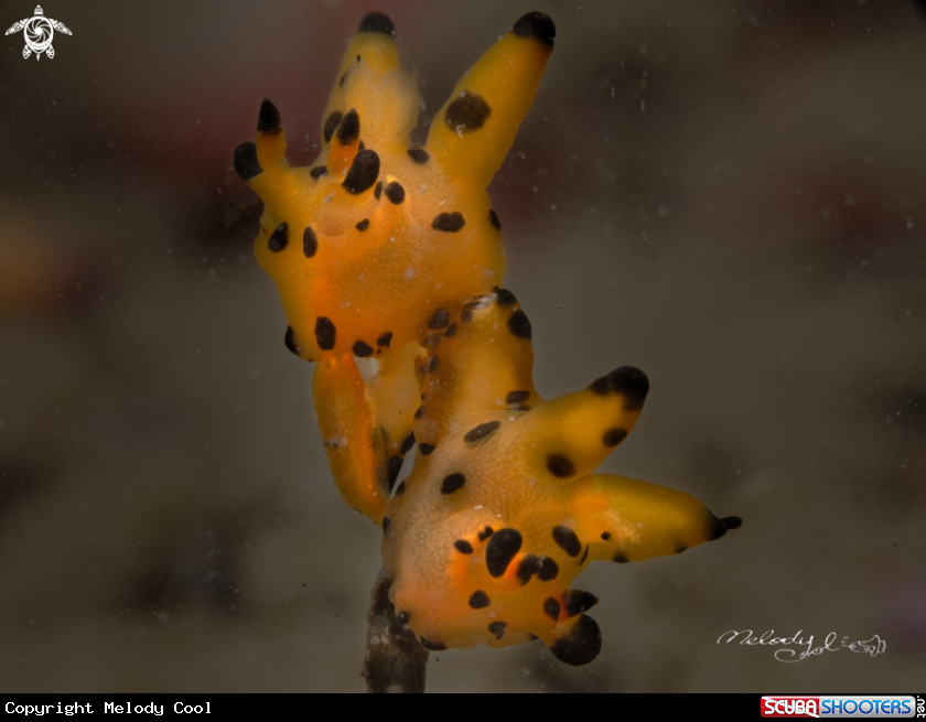 A Nudibranch
