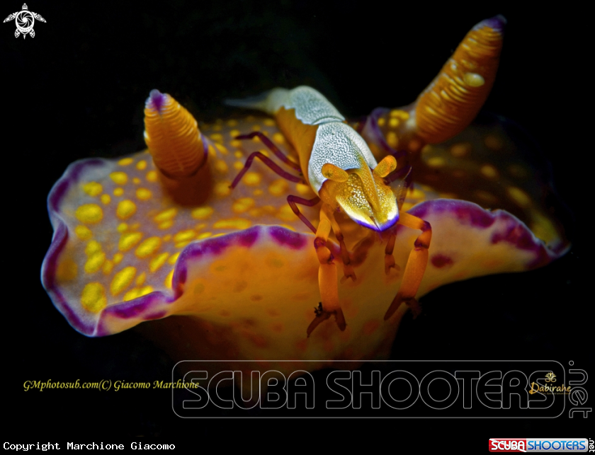 A Zenopontonia rex atop Ceratosoma tenue