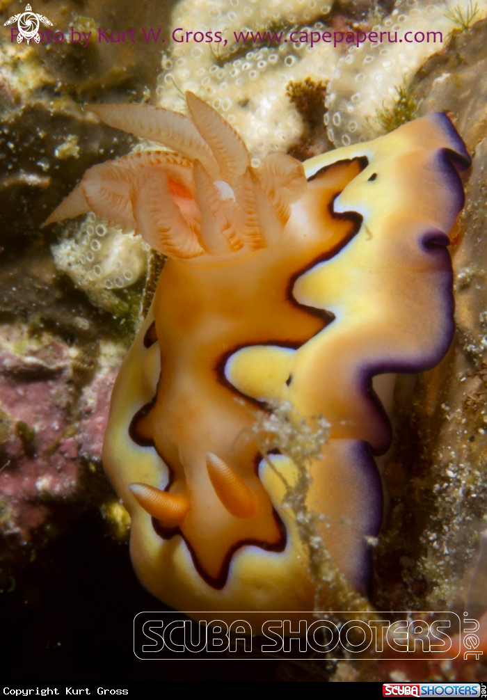 A Nudi