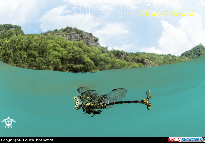 A Dragonfly