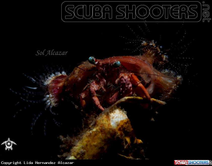 A hermit crab