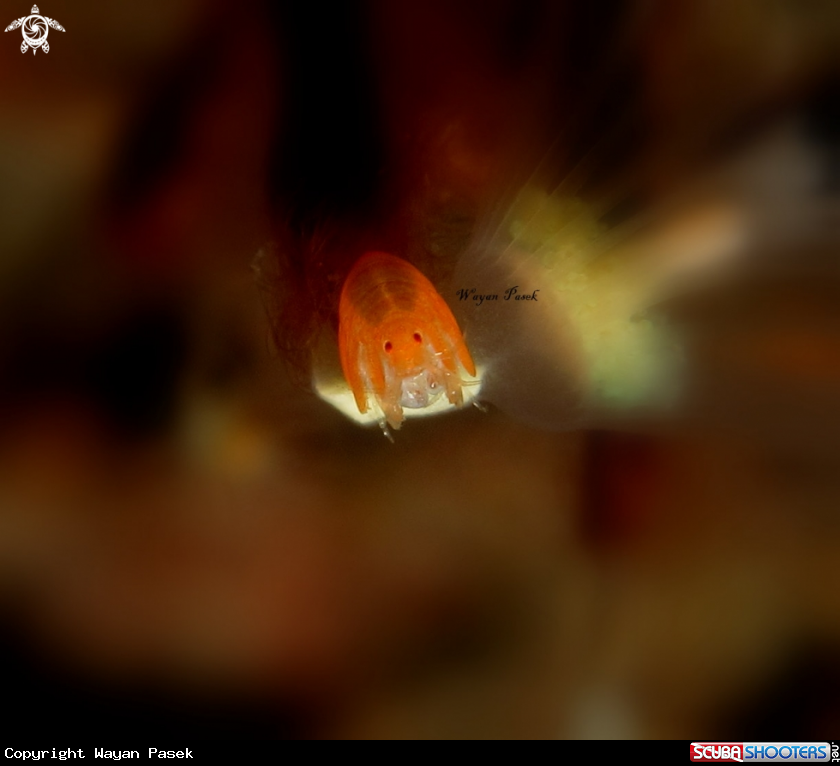 A Amphipod