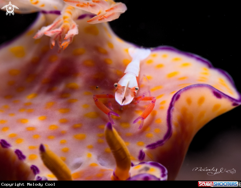 A Nudibranch & Empire Shrimp 