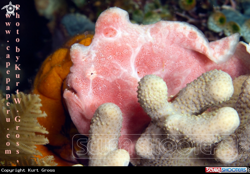A Giant Frogfish