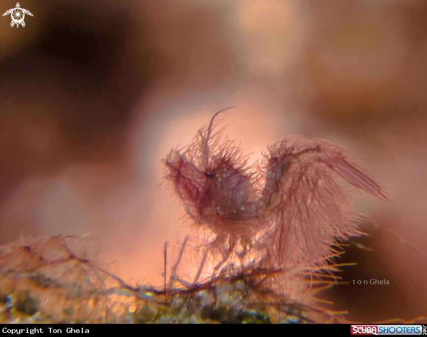 A Hairy Shrimp