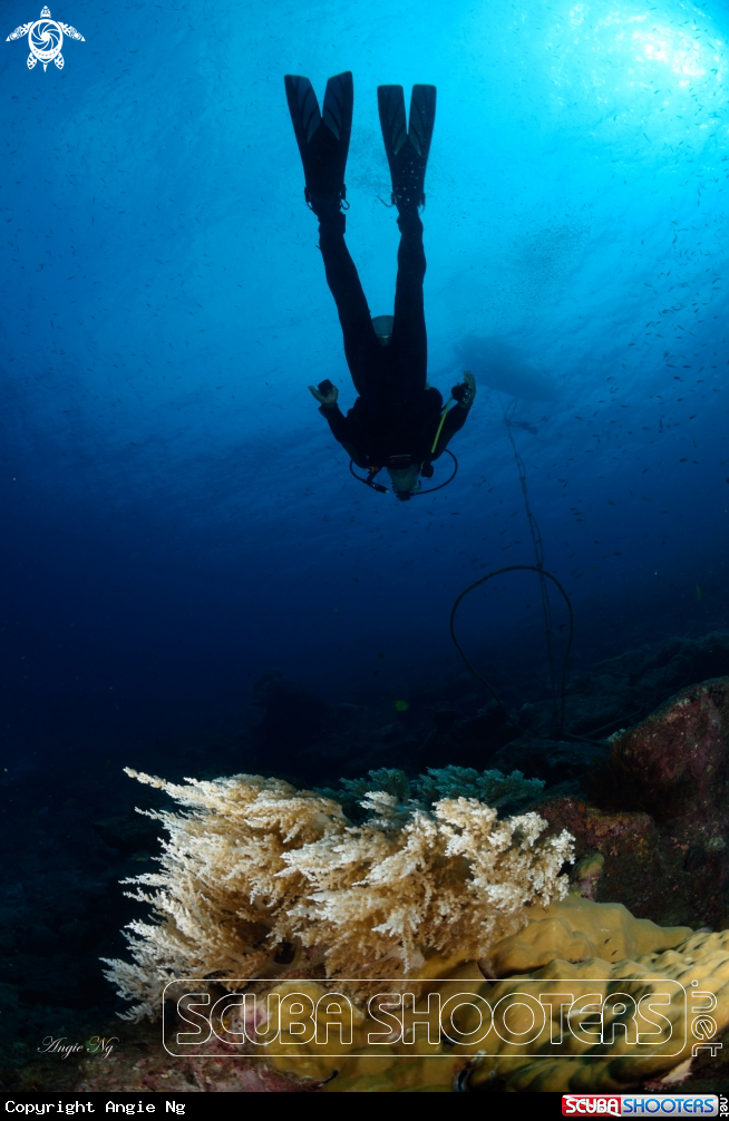 A diver