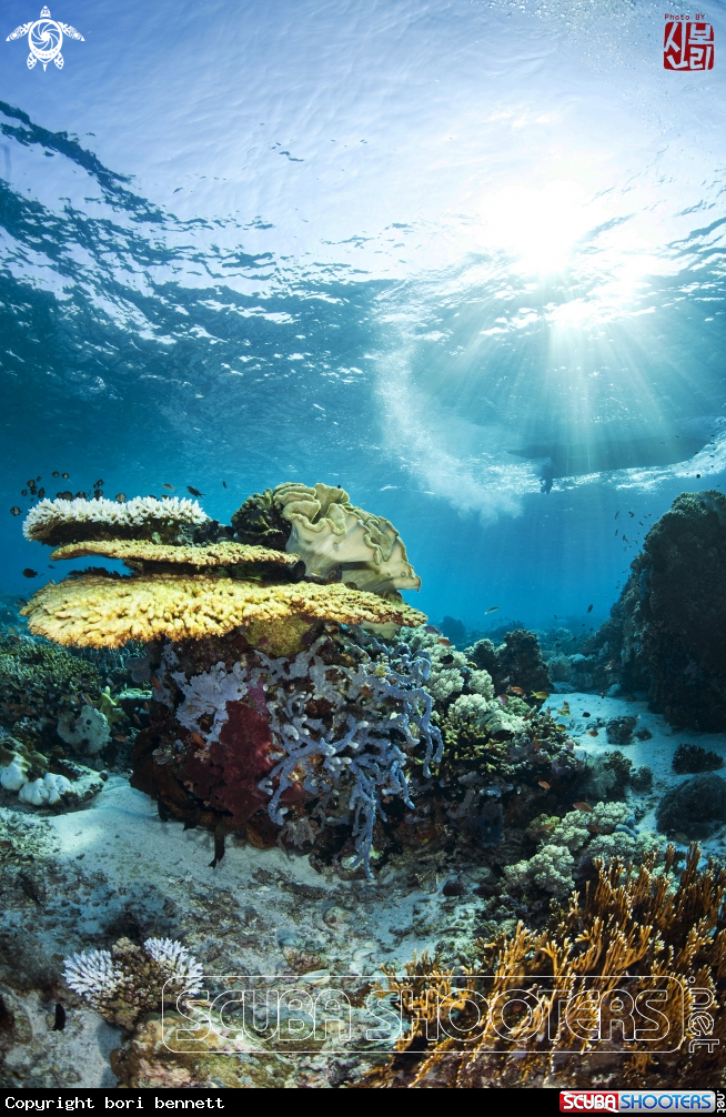 A Coral  