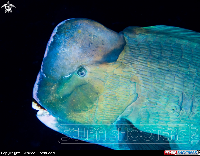 A Bumphead Parrot Fish