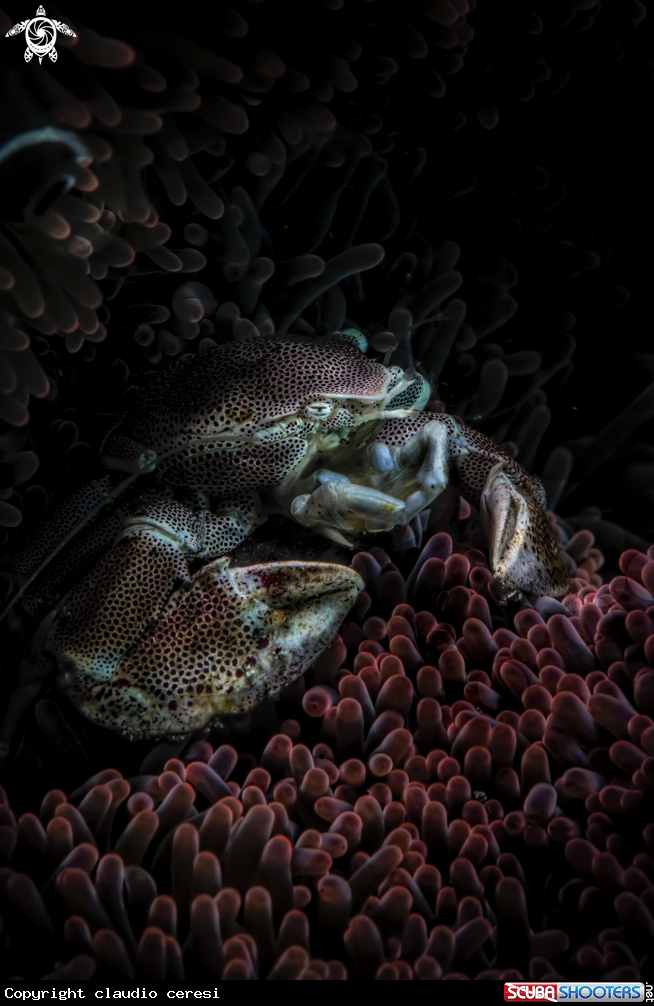 A Porcellain crab over red anemone 