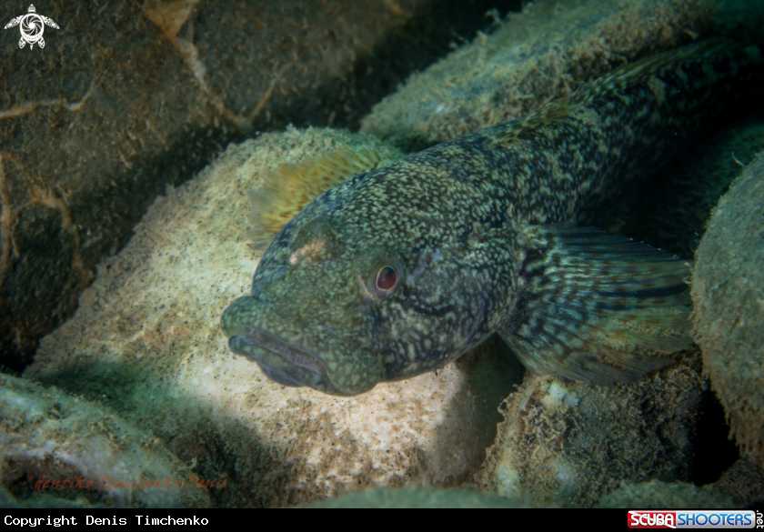 A FISH
