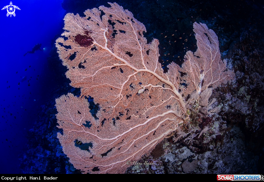 A Gorgonia