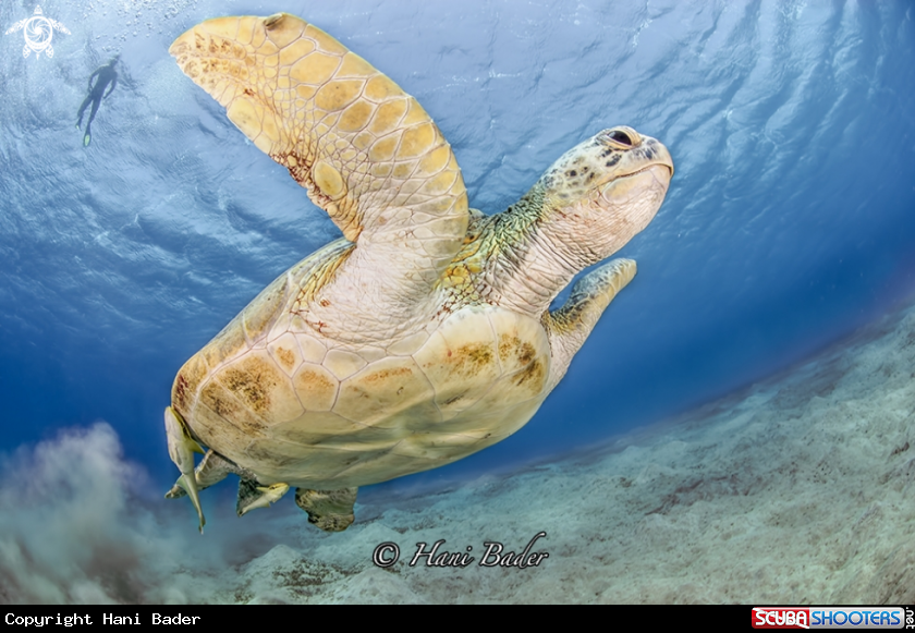 A greene turtle