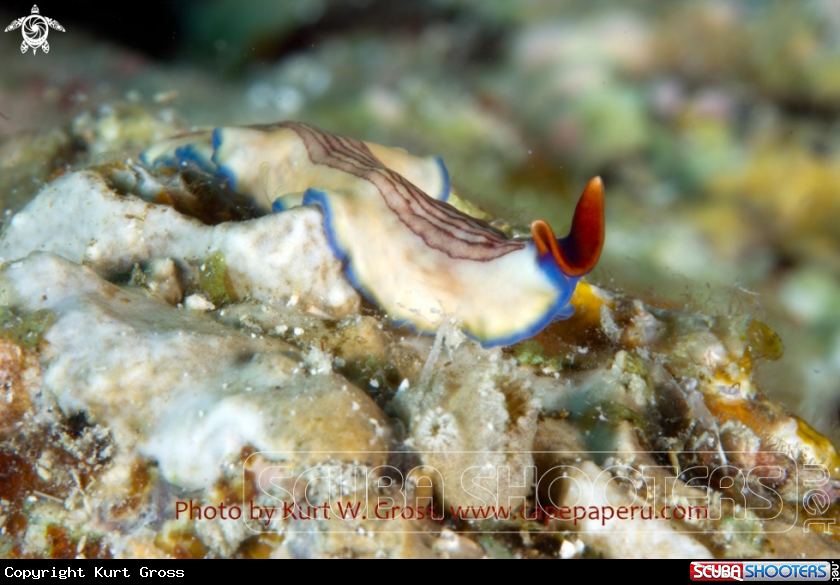 A Flatworm