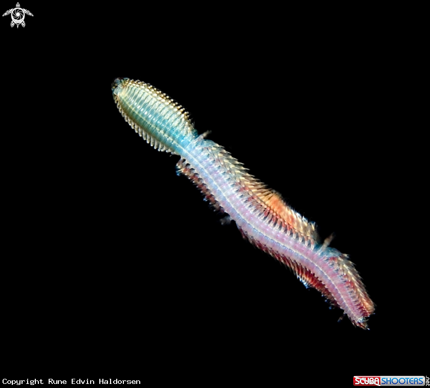A Ragworm