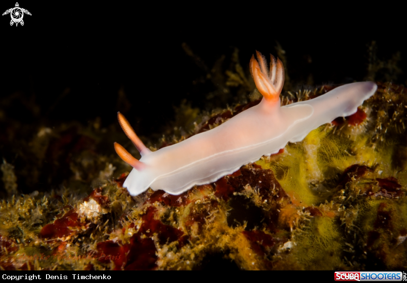 A NUDIBRANCH