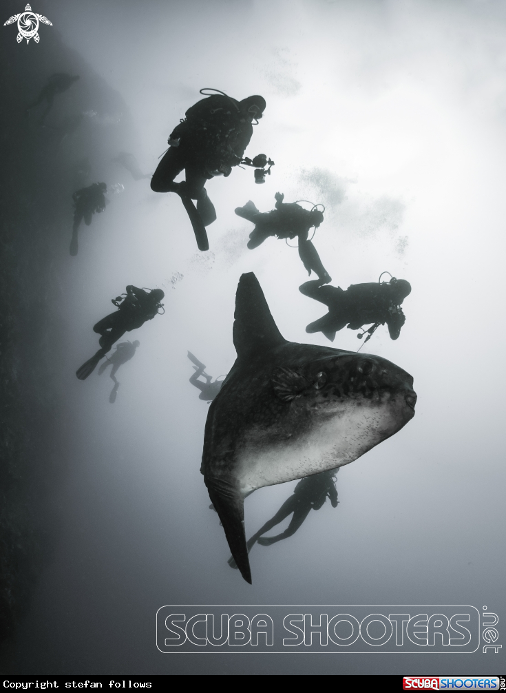 A Southern Ocean Sunfish